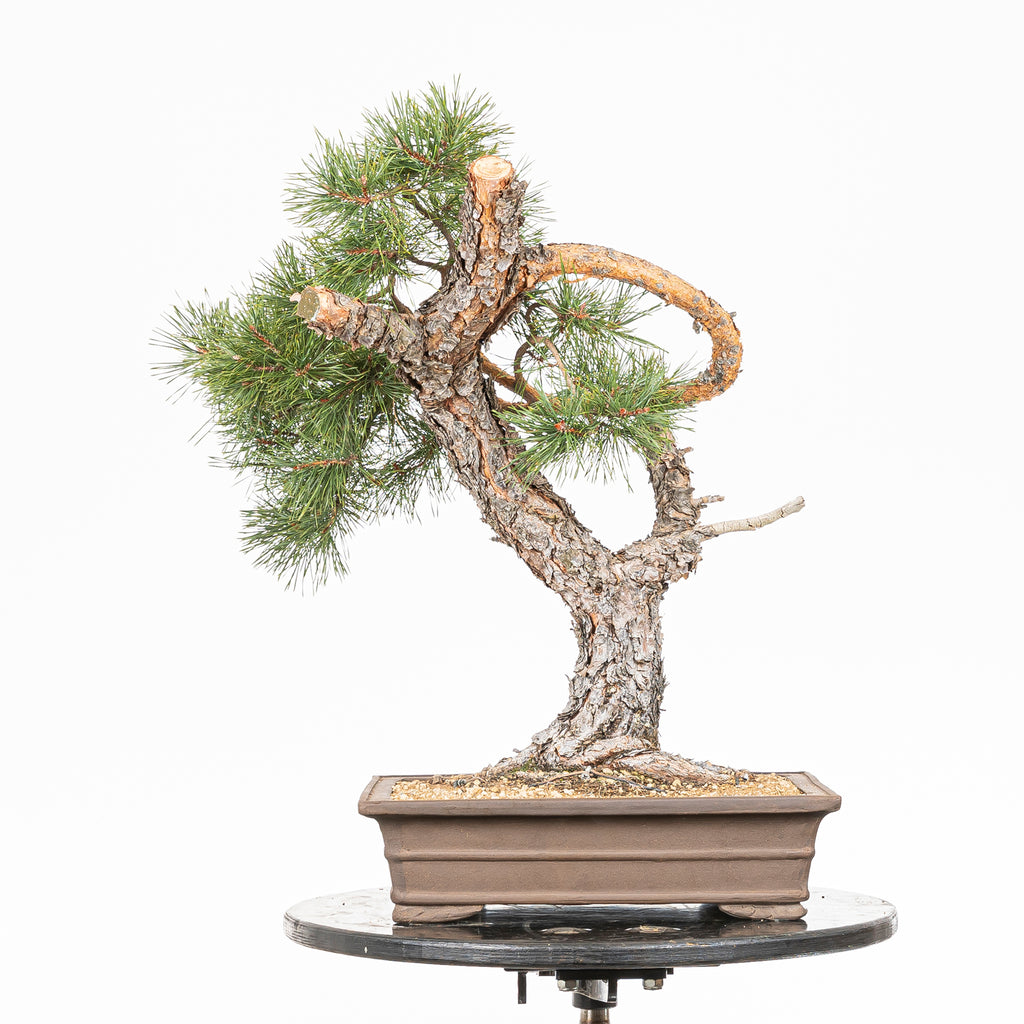 Bonsái - Pino silvestre (Pinus sylvestris) - PS10616