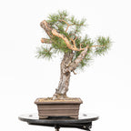 Bonsái - Pino silvestre (Pinus sylvestris) - PS10616