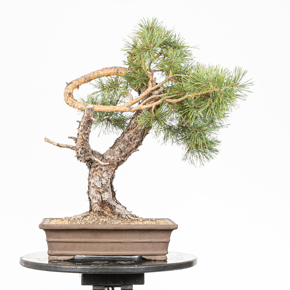 Bonsái - Pino silvestre (Pinus sylvestris) - PS10616