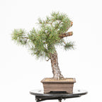 Bonsái - Pino silvestre (Pinus sylvestris) - PS10616