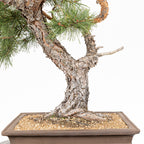Bonsái - Pino silvestre (Pinus sylvestris) - PS10616