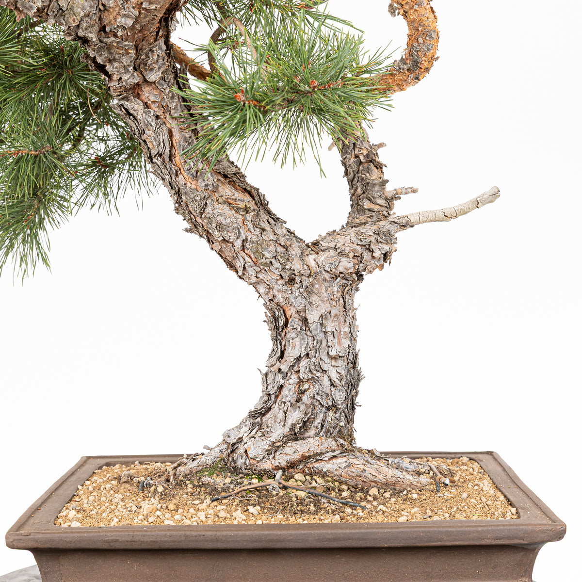 Bonsái - Pino silvestre (Pinus sylvestris) - PS10616