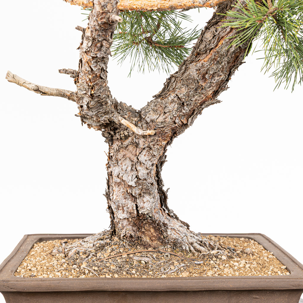 Bonsái - Pino silvestre (Pinus sylvestris) - PS10616