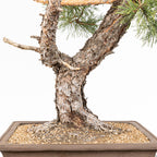 Bonsái - Pino silvestre (Pinus sylvestris) - PS10616