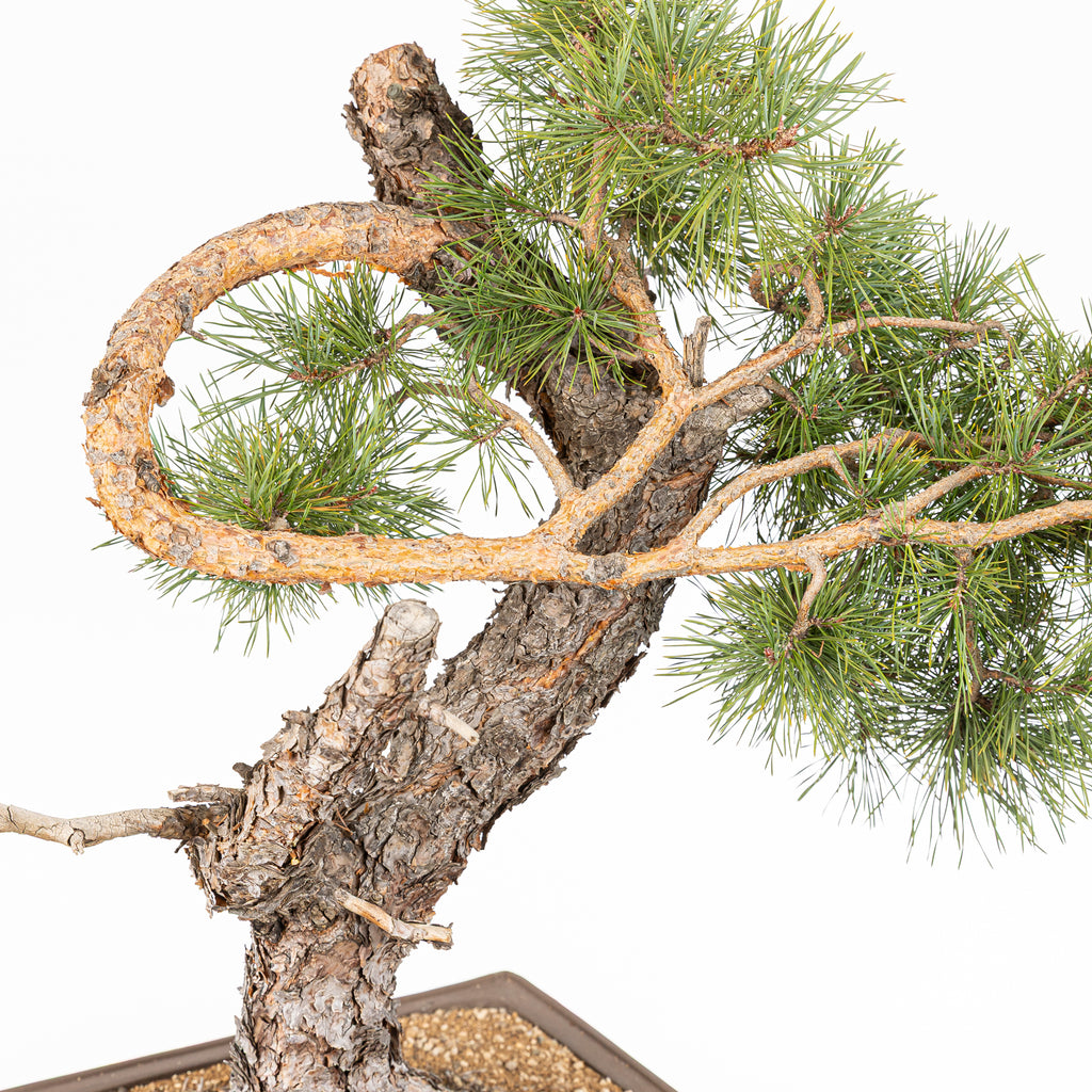 Bonsái - Pino silvestre (Pinus sylvestris) - PS10616