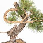 Bonsái - Pino silvestre (Pinus sylvestris) - PS10616