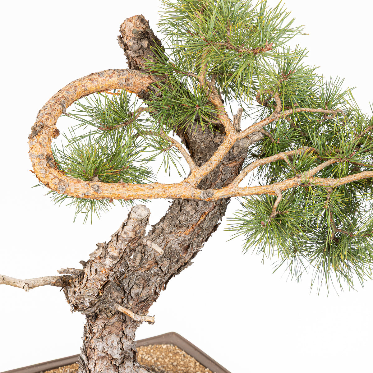 Bonsái - Pino silvestre (Pinus sylvestris) - PS10616