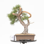 Bonsái - Pino silvestre (Pinus sylvestris) - PS10616