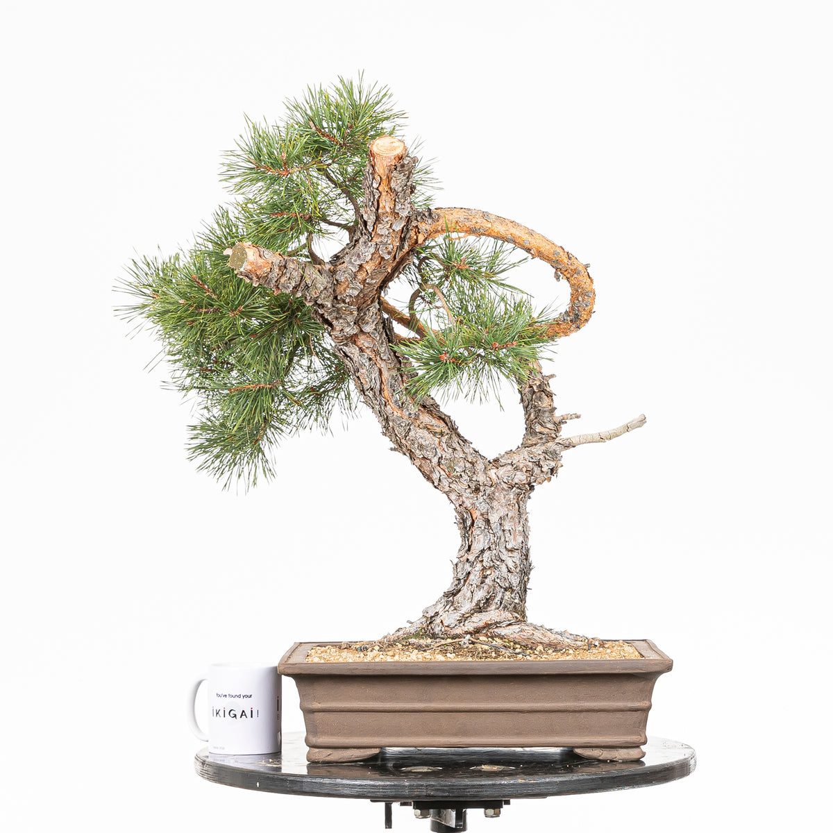 Bonsái - Pino silvestre (Pinus sylvestris) - PS10616