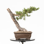 Bonsái - Pino silvestre (Pinus sylvestris) - PS10617