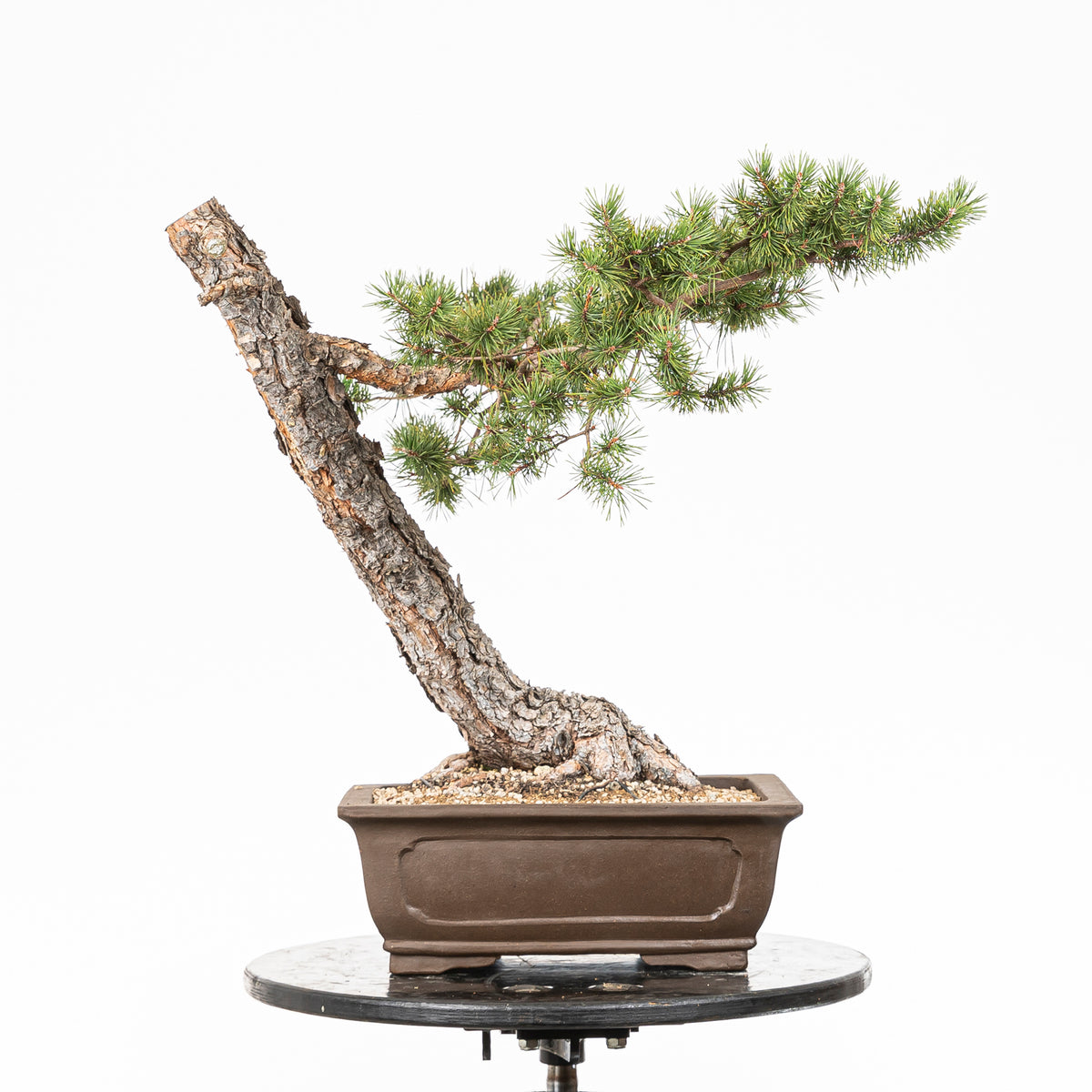 Bonsái - Pino silvestre (Pinus sylvestris) - PS10617