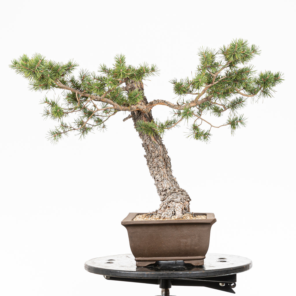 Bonsái - Pino silvestre (Pinus sylvestris) - PS10617