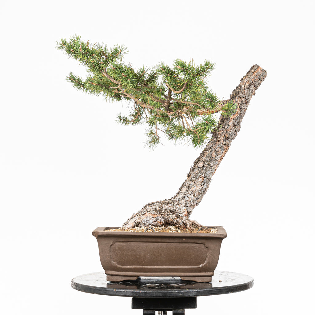 Bonsái - Pino silvestre (Pinus sylvestris) - PS10617