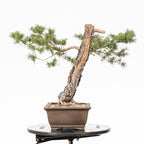 Bonsái - Pino silvestre (Pinus sylvestris) - PS10617