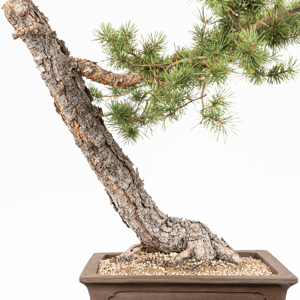 Bonsái - Pino silvestre (Pinus sylvestris) - PS10617