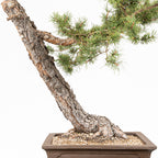 Bonsái - Pino silvestre (Pinus sylvestris) - PS10617