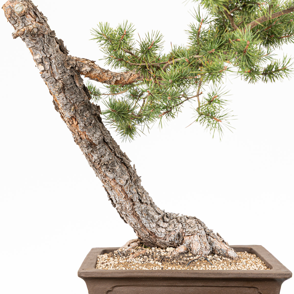 Bonsái - Pino silvestre (Pinus sylvestris) - PS10617