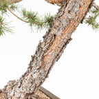 Bonsái - Pino silvestre (Pinus sylvestris) - PS10617