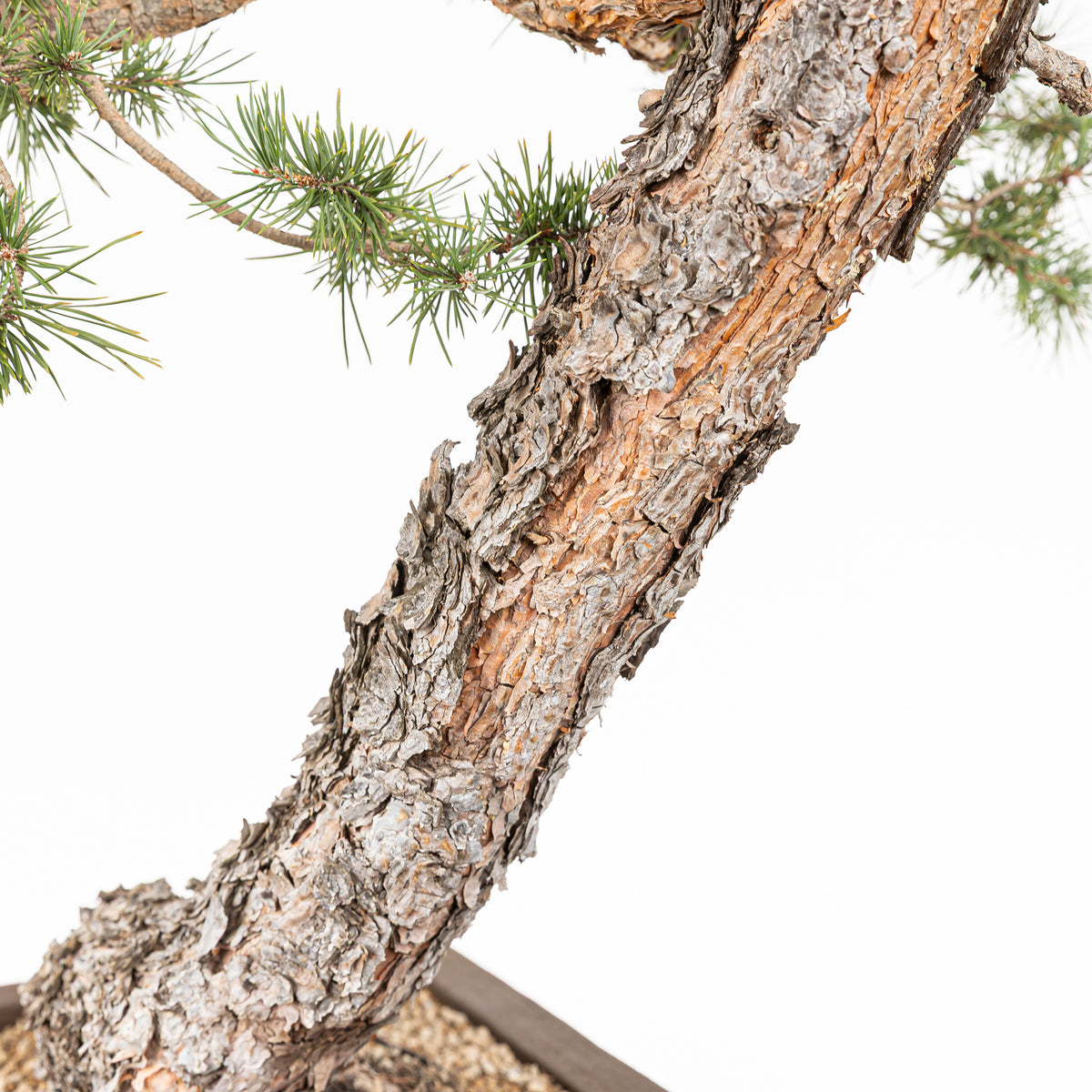 Bonsái - Pino silvestre (Pinus sylvestris) - PS10617