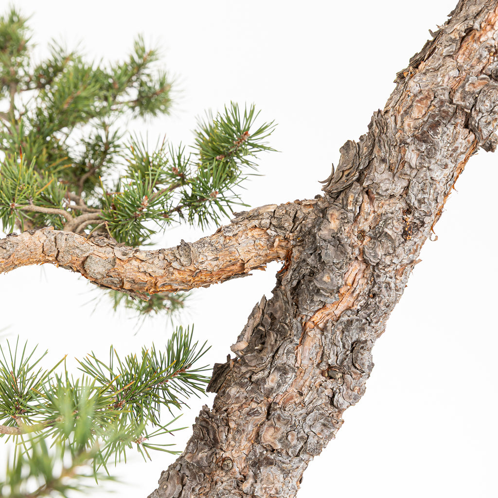 Bonsái - Pino silvestre (Pinus sylvestris) - PS10617