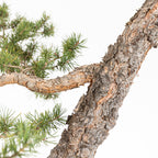 Bonsái - Pino silvestre (Pinus sylvestris) - PS10617