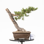 Bonsái - Pino silvestre (Pinus sylvestris) - PS10617