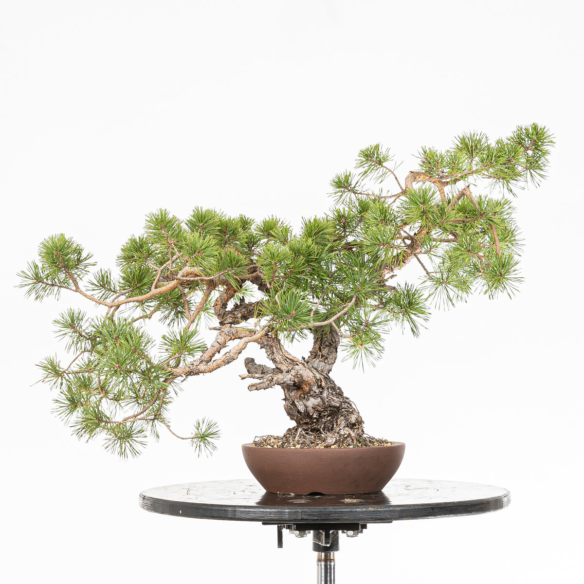 Bonsái - Pino silvestre (Pinus sylvestris) - PS10618