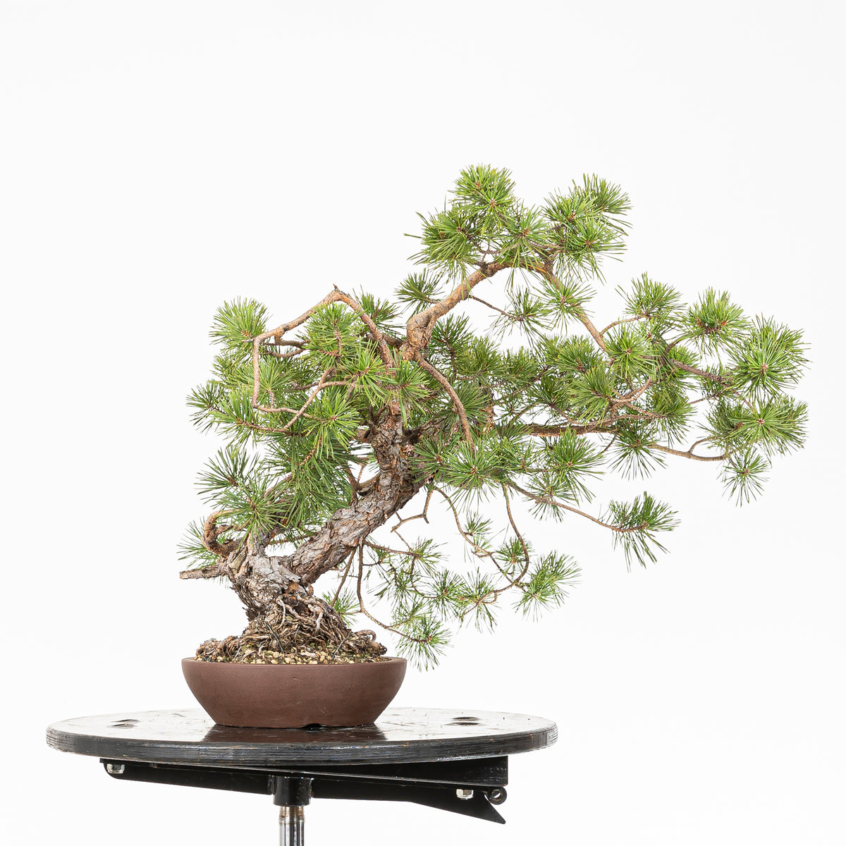 Bonsái - Pino silvestre (Pinus sylvestris) - PS10618