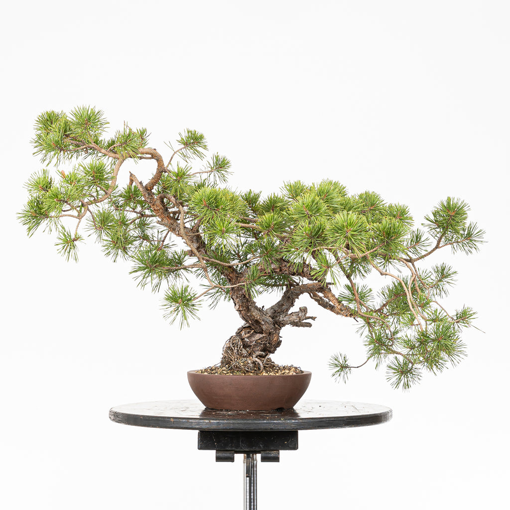 Bonsái - Pino silvestre (Pinus sylvestris) - PS10618