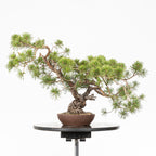 Bonsái - Pino silvestre (Pinus sylvestris) - PS10618