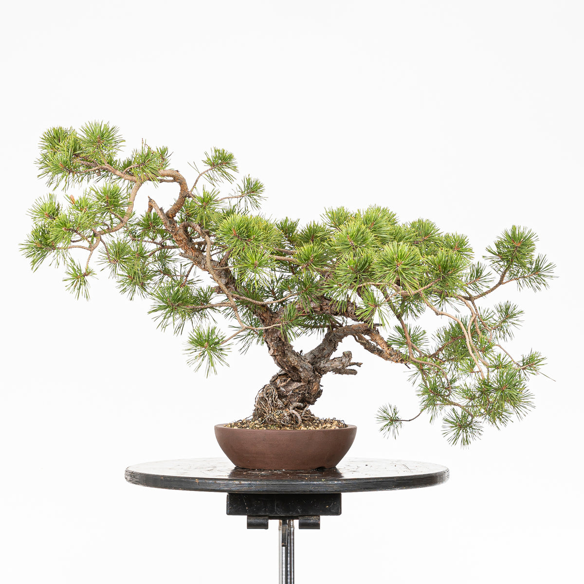 Bonsái - Pino silvestre (Pinus sylvestris) - PS10618