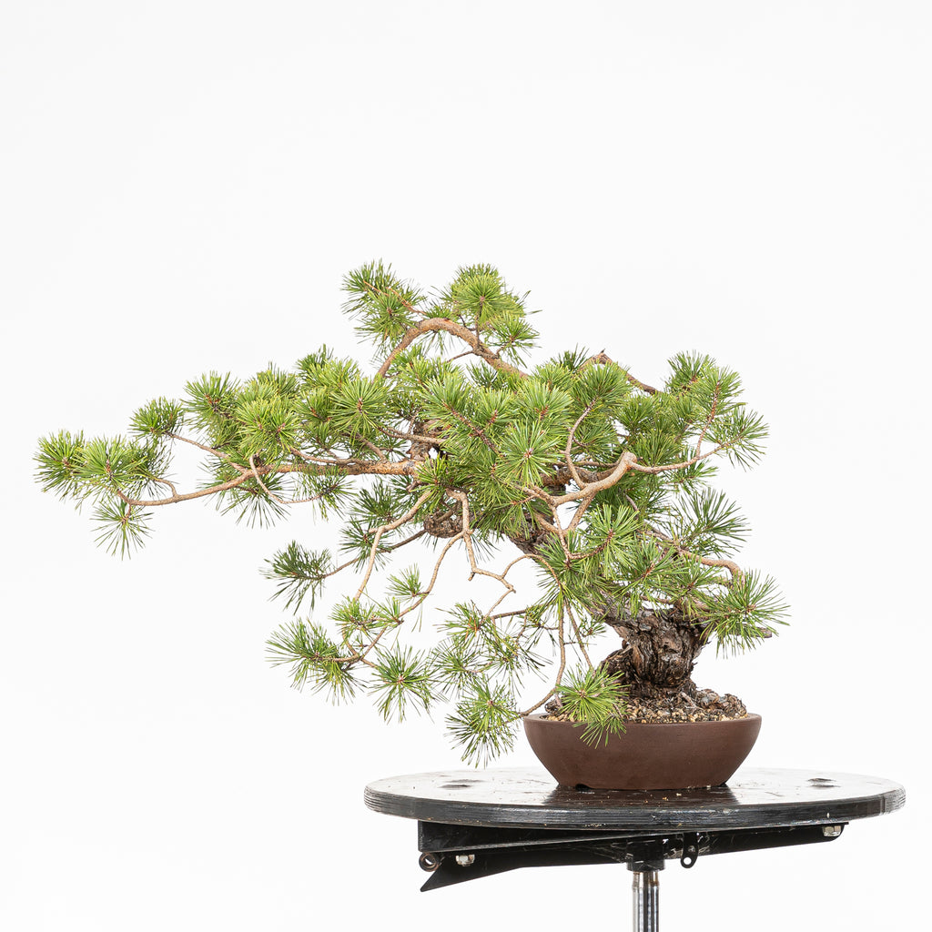 Bonsái - Pino silvestre (Pinus sylvestris) - PS10618