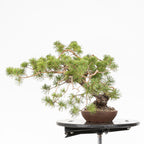 Bonsái - Pino silvestre (Pinus sylvestris) - PS10618