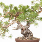 Bonsái - Pino silvestre (Pinus sylvestris) - PS10618