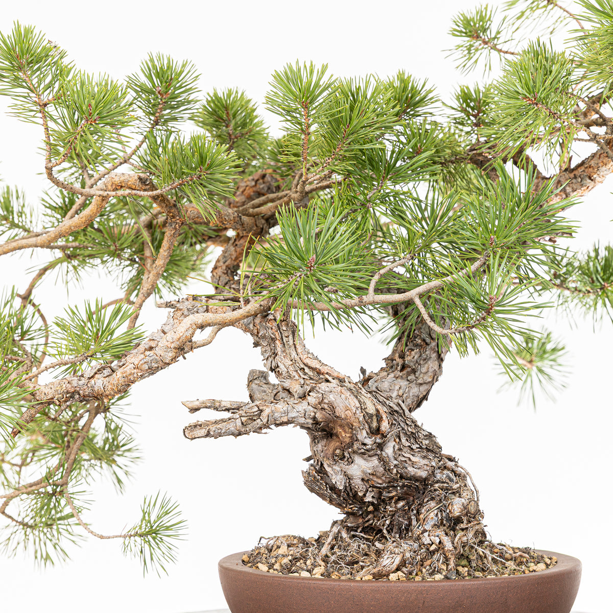 Bonsái - Pino silvestre (Pinus sylvestris) - PS10618