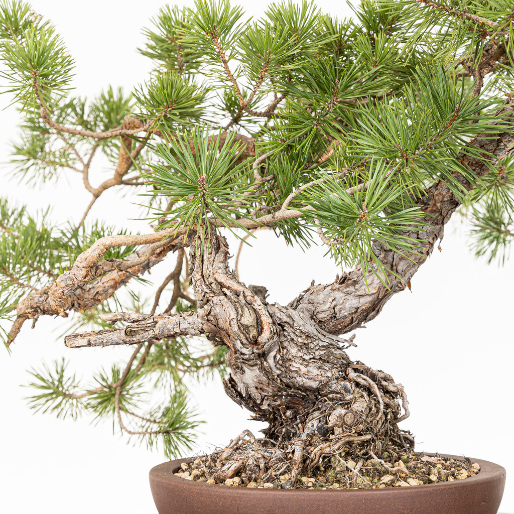 Bonsái - Pino silvestre (Pinus sylvestris) - PS10618