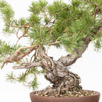 Bonsái - Pino silvestre (Pinus sylvestris) - PS10618