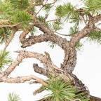 Bonsái - Pino silvestre (Pinus sylvestris) - PS10618