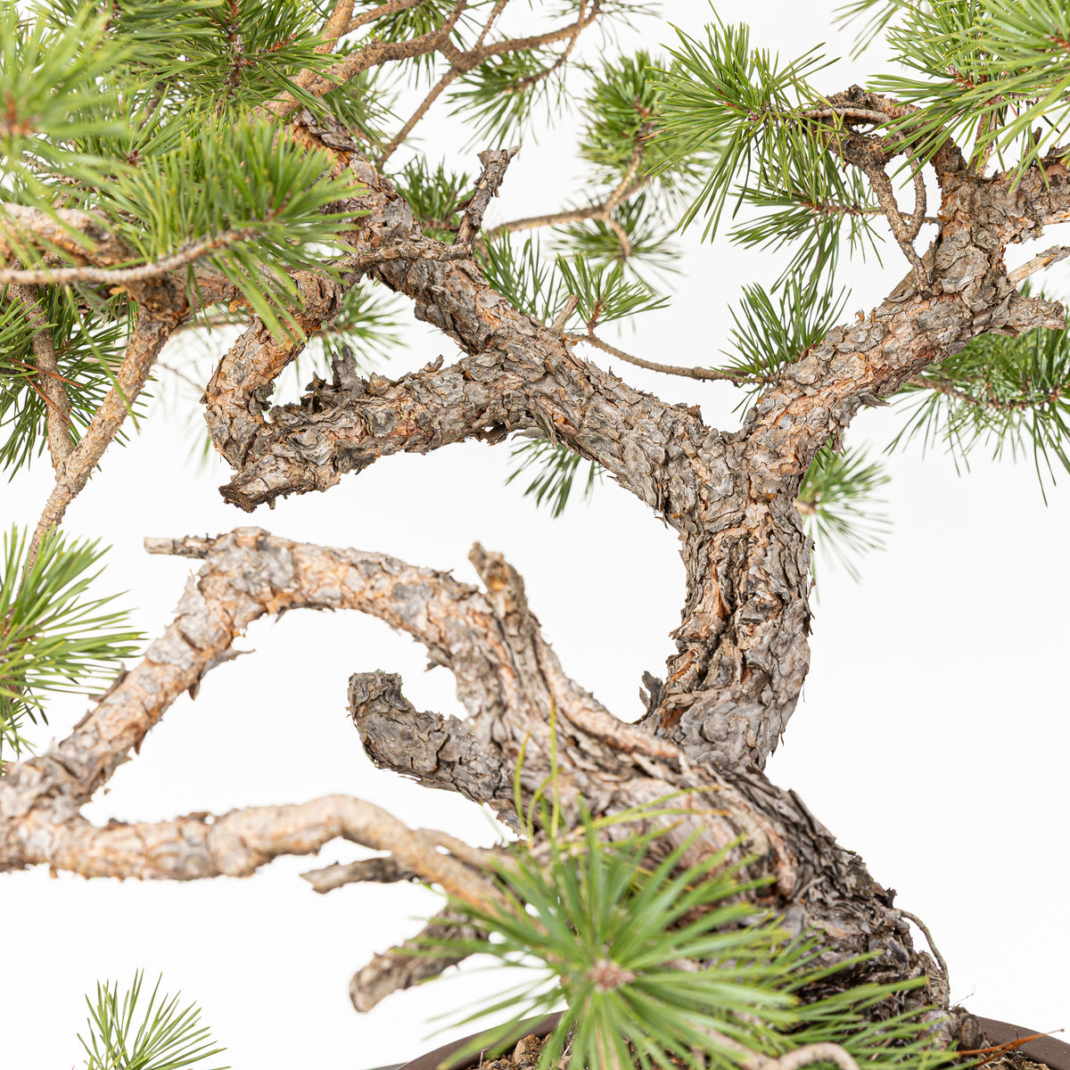 Bonsái - Pino silvestre (Pinus sylvestris) - PS10618
