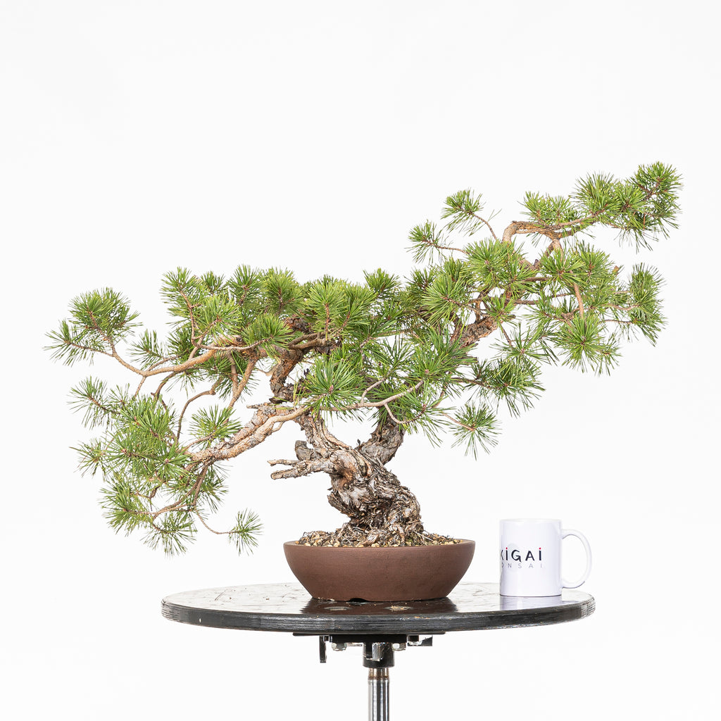 Bonsái - Pino silvestre (Pinus sylvestris) - PS10618