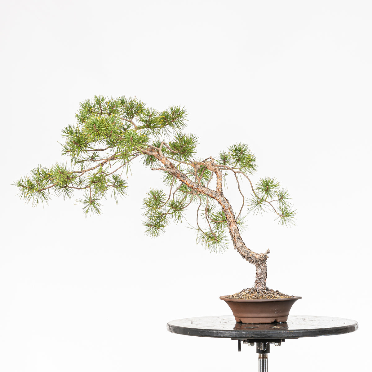 Bonsái - Pino silvestre (Pinus sylvestris) - PS10619