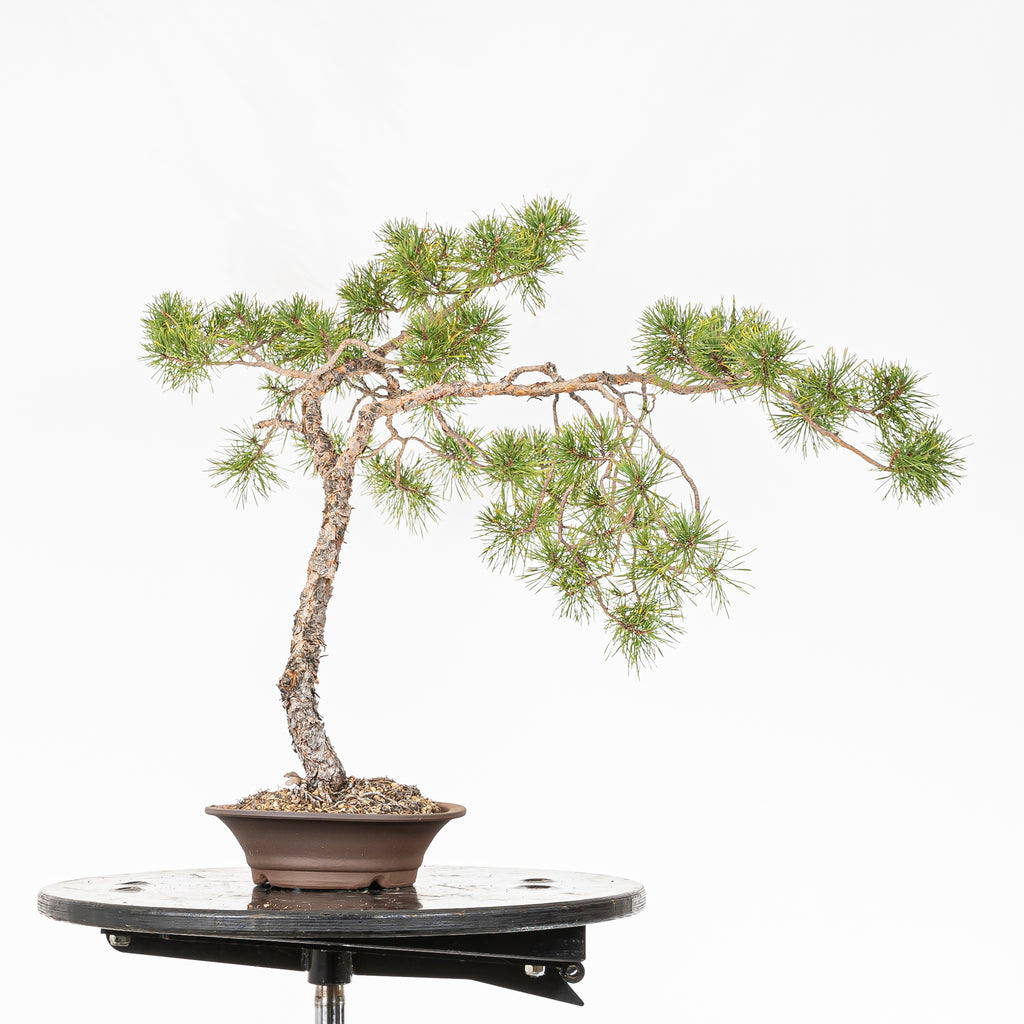 Bonsái - Pino silvestre (Pinus sylvestris) - PS10619