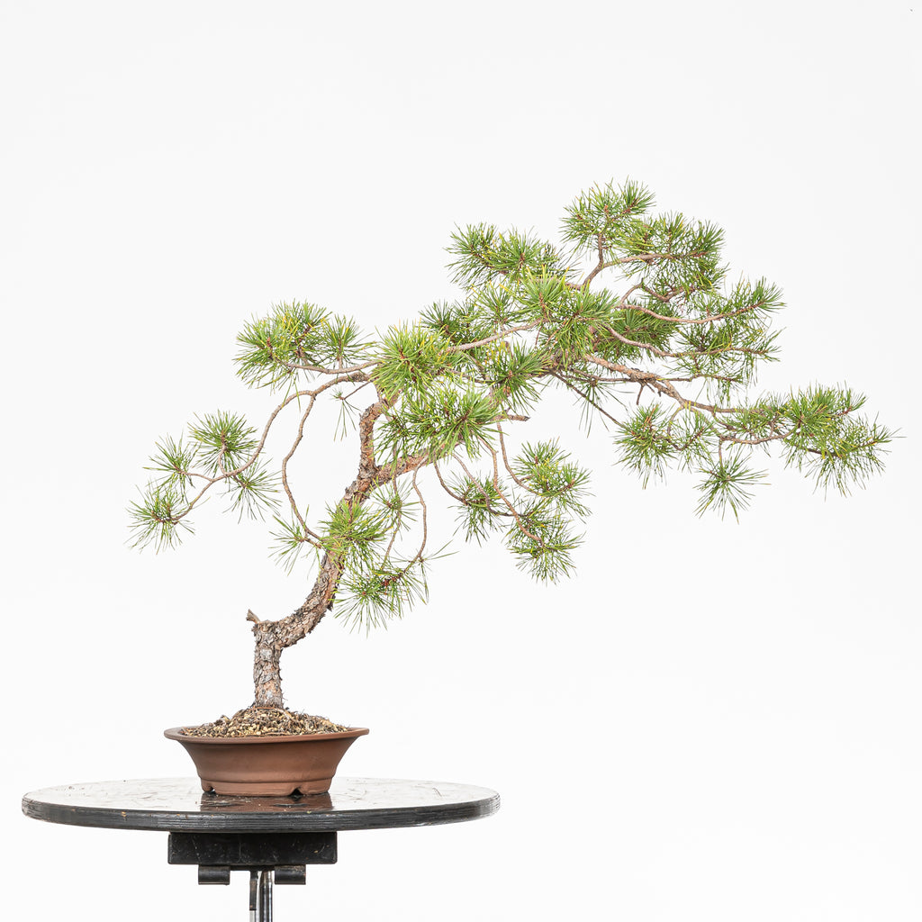 Bonsái - Pino silvestre (Pinus sylvestris) - PS10619