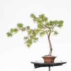 Bonsái - Pino silvestre (Pinus sylvestris) - PS10619