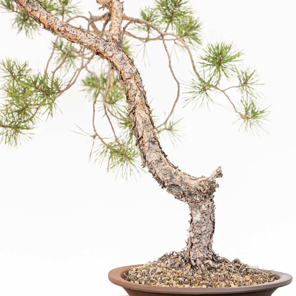 Bonsái - Pino silvestre (Pinus sylvestris) - PS10619