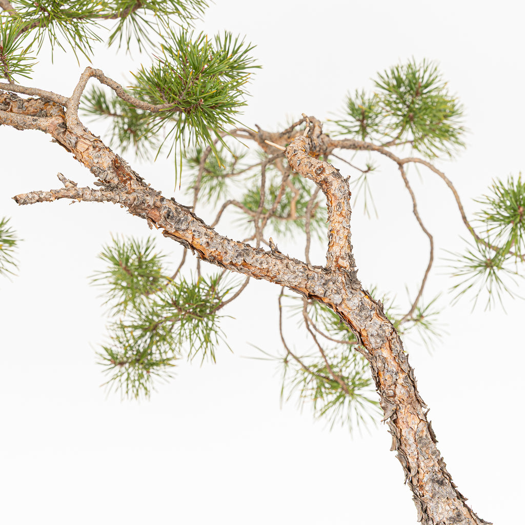 Bonsái - Pino silvestre (Pinus sylvestris) - PS10619