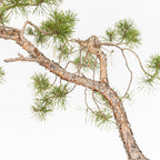 Bonsái - Pino silvestre (Pinus sylvestris) - PS10619