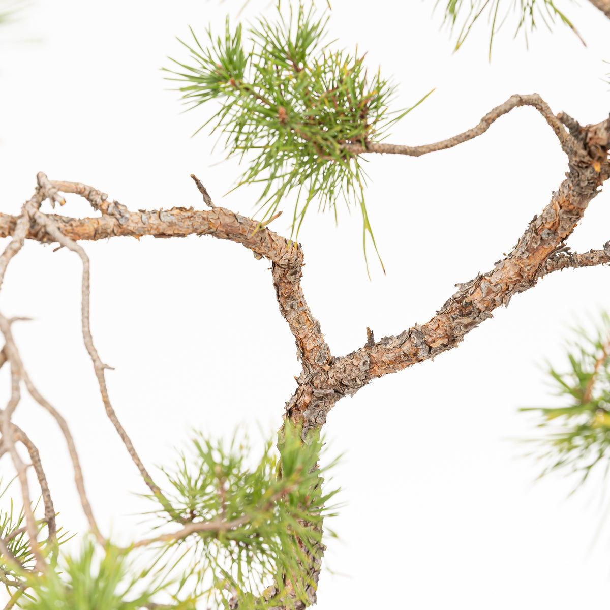 Bonsái - Pino silvestre (Pinus sylvestris) - PS10619