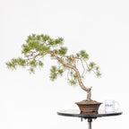 Bonsái - Pino silvestre (Pinus sylvestris) - PS10619