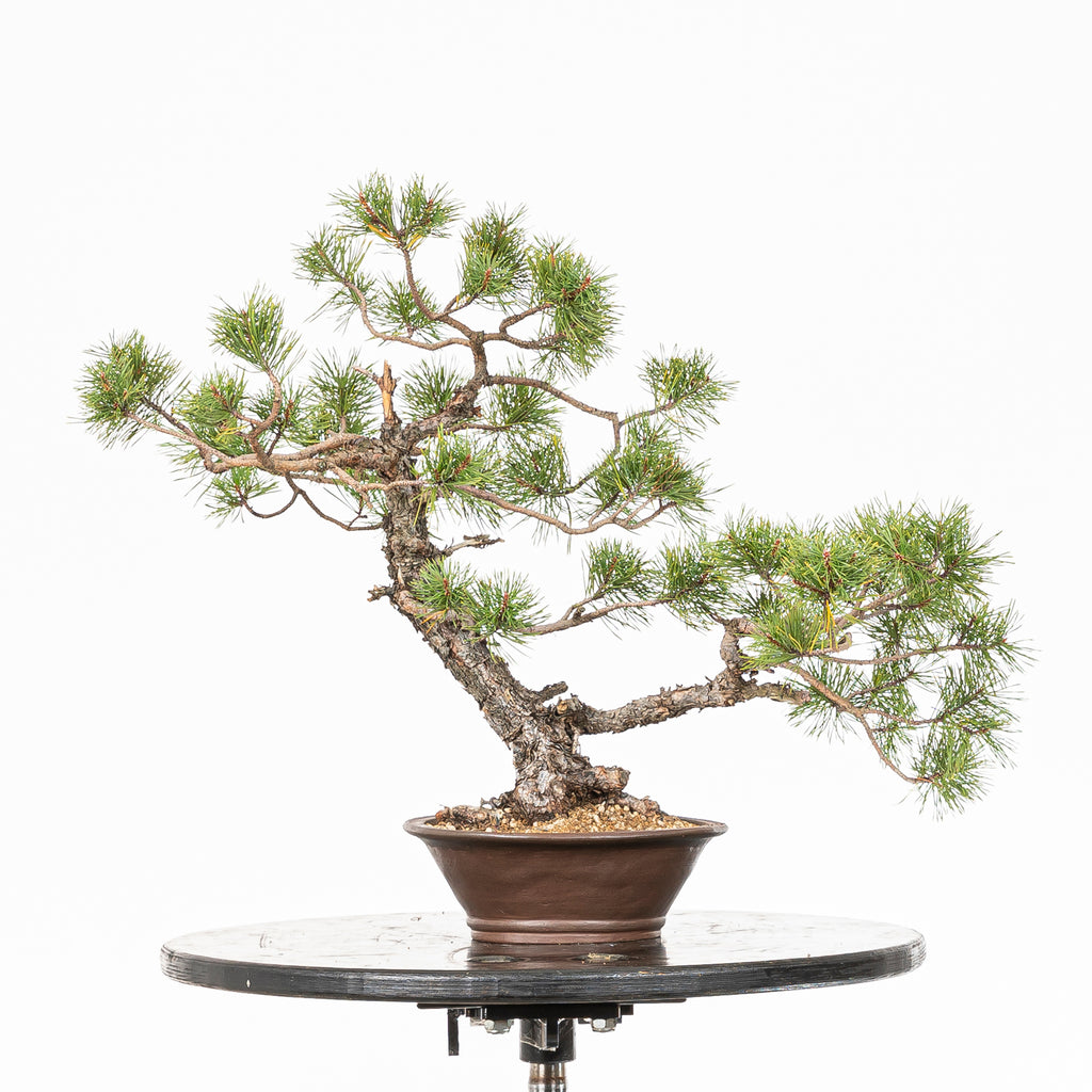 Bonsái - Pino silvestre (Pinus sylvestris) - PS10620
